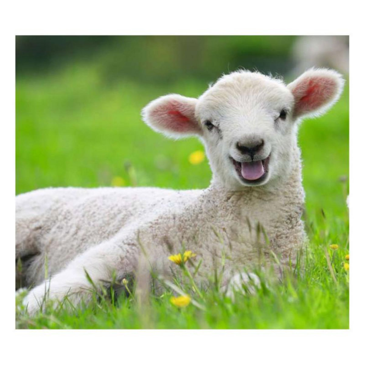 RAVENSBURGER Ravensburger - Farm animals Jigsaw puzzle, 2x12 pcs. 57184