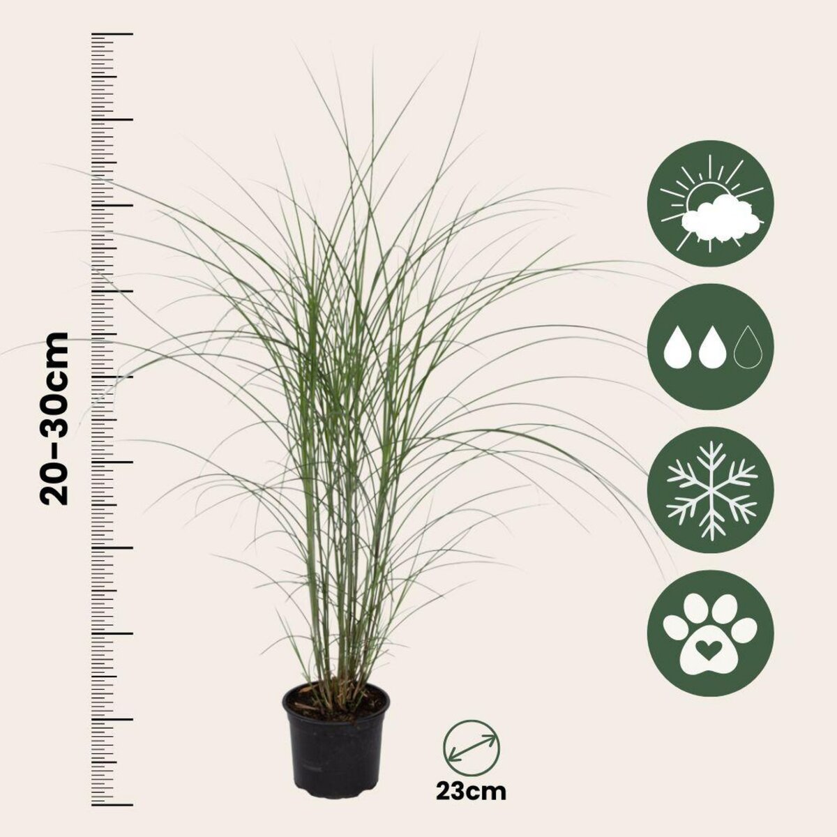 PLANT IN A BOX Roseau de Chine - Set de 2 - Miscanthus 'Silberspinne' - Hauteur 20-30cm - ⌀23cm
