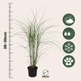 Voir la diapositive 2 : PLANT IN A BOX Roseau de Chine - Set de 2 - Miscanthus 'Silberspinne' - Hauteur 20-30cm - ⌀23cm