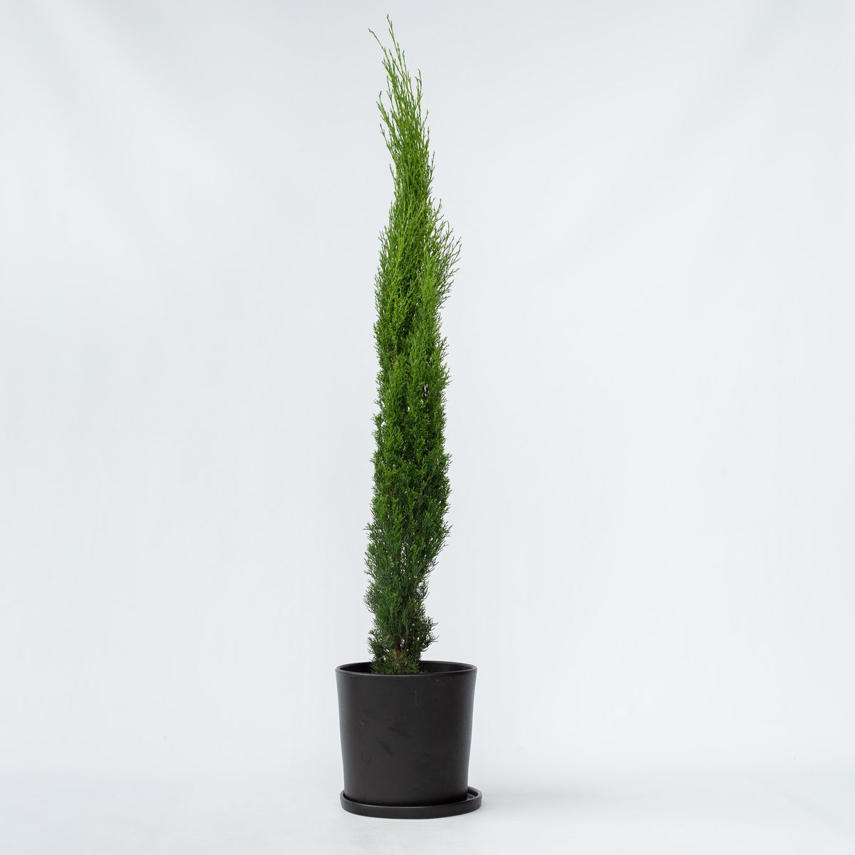 PLANT IN A BOX Cyprès toujours vert - Cupressus sempervirens - Hauteur 70-80cm - ⌀19cm