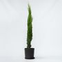 Voir la diapositive 5 : PLANT IN A BOX Cyprès toujours vert - Cupressus sempervirens - Hauteur 70-80cm - ⌀19cm