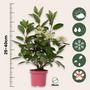 Voir la diapositive 2 : PLANT IN A BOX Hortensia - Set de 2 - Hydrangea paniculata 'Early Harry' - H25-40cm - ⌀19cm