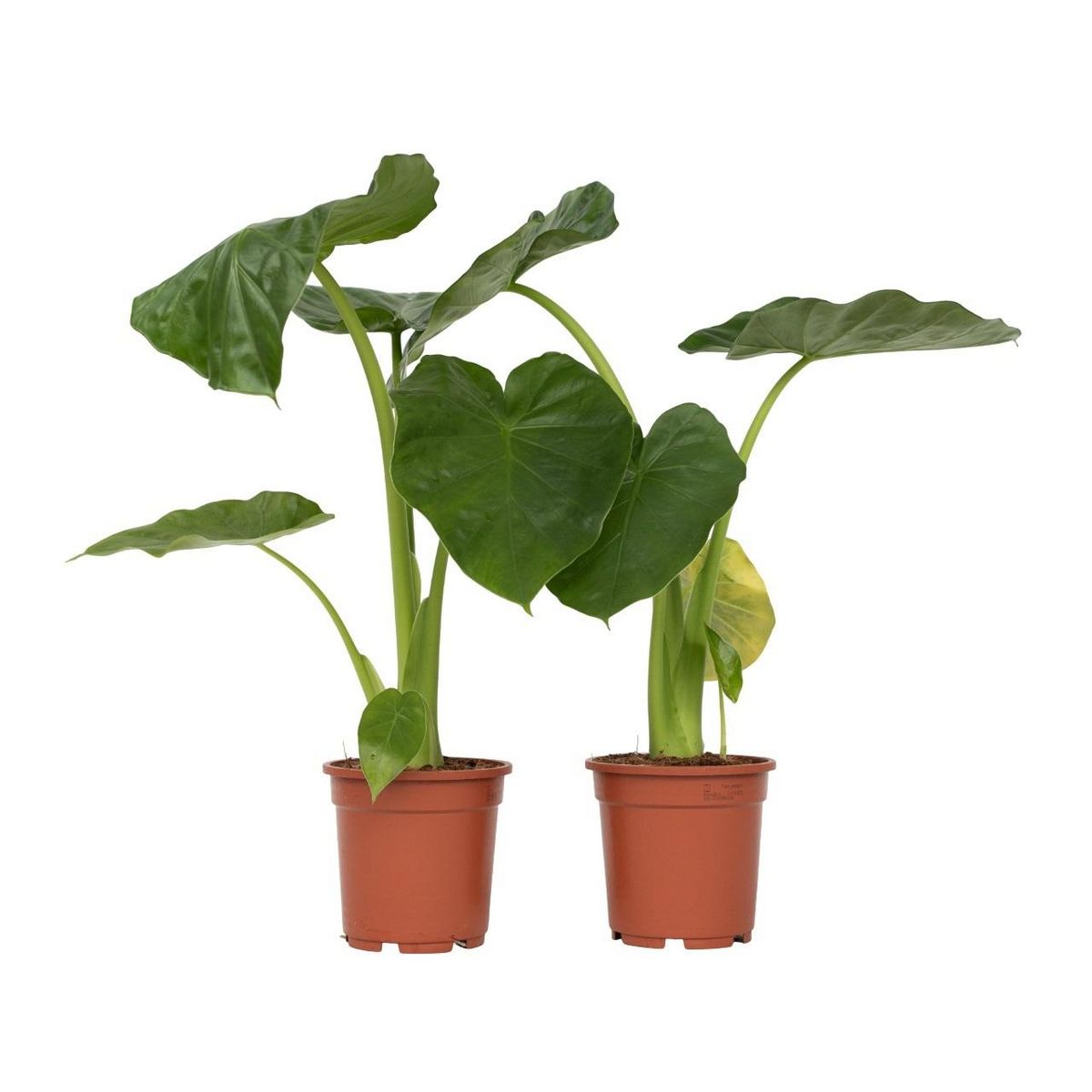 PLANT IN A BOX Plante à grandes feuilles - Set de 2 - Alocasia Macrorrhizos - H60-70cm - ⌀17cm
