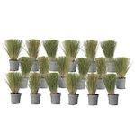 PLANT IN A BOX Herbe aux plumes - Set de 18 - Stipa tenuifolia 'Pony Tails' - H20-30cm - ⌀9cm