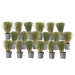 PLANT IN A BOX Herbe aux plumes - Set de 18 - Stipa tenuifolia 'Pony Tails' - H20-30cm - ⌀9cm