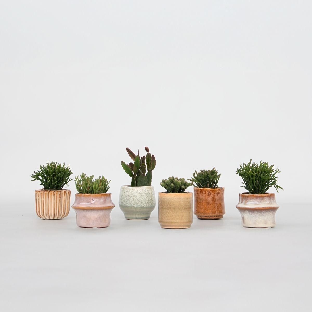 PLANT IN A BOX Cactus corail mix - Rhipsalis - Lot de 6 - Hauteur 8-12 cm - Pot 5.5 cm