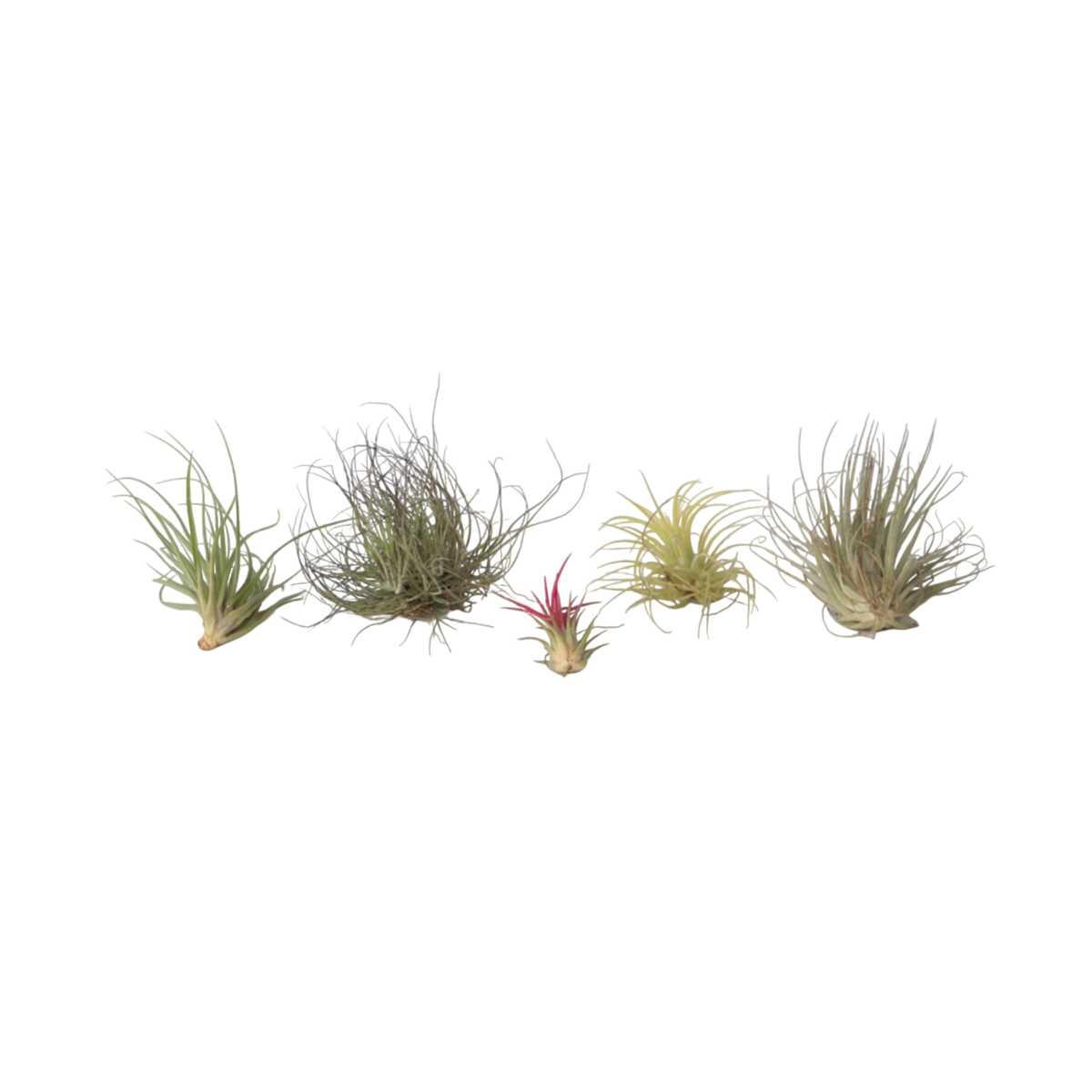 PLANT IN A BOX Plante aérienne - Set de 6 - Tillandsia - Hauteur 5-15cm - ⌀5cm