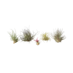 PLANT IN A BOX Plante aérienne - Set de 6 - Tillandsia - Hauteur 5-15cm - ⌀5cm