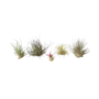 Voir la diapositive 1 : PLANT IN A BOX Plante aérienne - Set de 6 - Tillandsia - Hauteur 5-15cm - ⌀5cm
