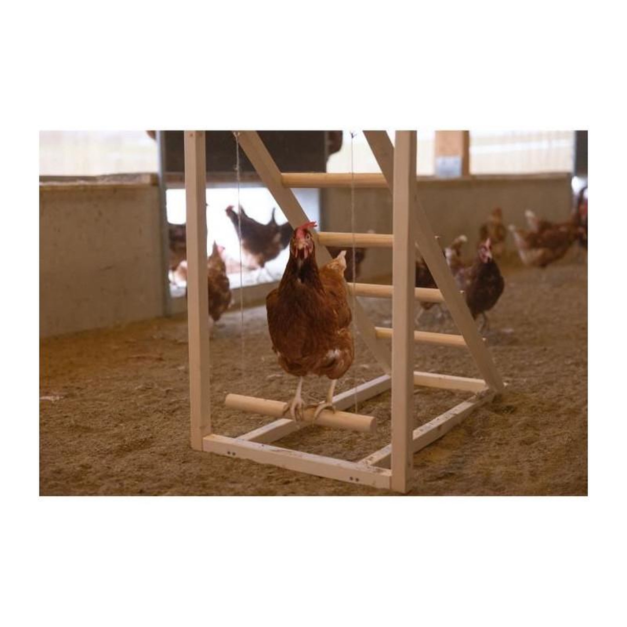 Voir la diapositive 2 : KERBL Tour d'escalade pour poules - KERBL - 85 x 55 x 76 cm - Avec balançoire - Echelle robuste