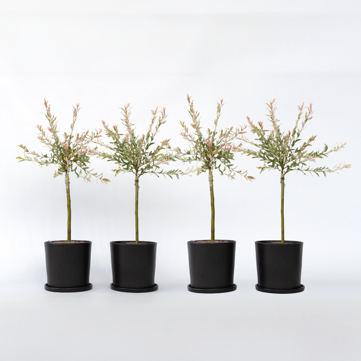 PLANT IN A BOX Saule crevette - Set de 4 - Salix integra 'Flamingo' - Hauteur 60-80cm - ⌀17cm