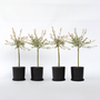 Voir la diapositive 6 : PLANT IN A BOX Saule crevette - Set de 4 - Salix integra 'Flamingo' - Hauteur 60-80cm - ⌀17cm