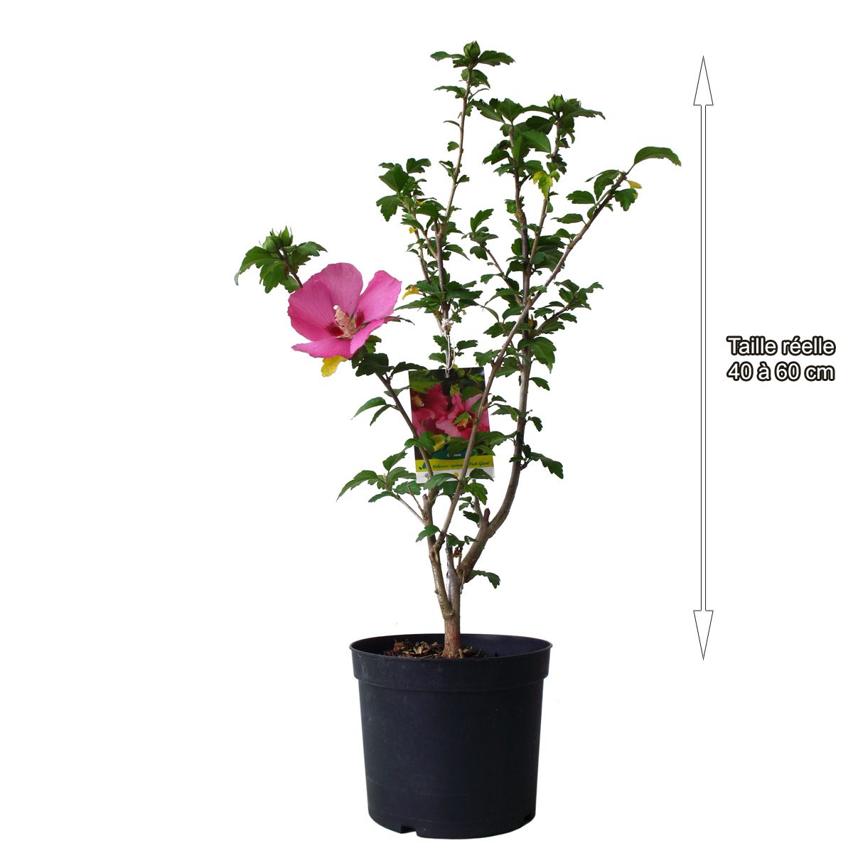 Hibiscus à fleurs roses