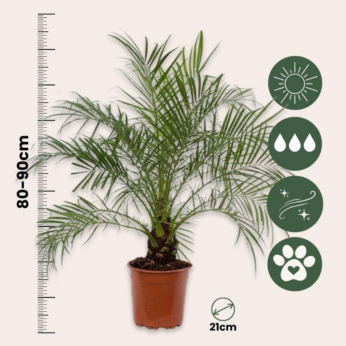 PLANT IN A BOX Palmier Dattier nain - Phoenix roebelenii - Hauteur 80-90cm - ⌀21cm
