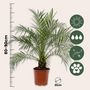 Voir la diapositive 2 : PLANT IN A BOX Palmier Dattier nain - Phoenix roebelenii - Hauteur 80-90cm - ⌀21cm