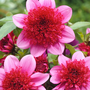 Voir la diapositive 3 : PLANT IN A BOX Dahlias - Set de 3 - Dahlia 'Blue Bayou' - Bulbes à fleurs