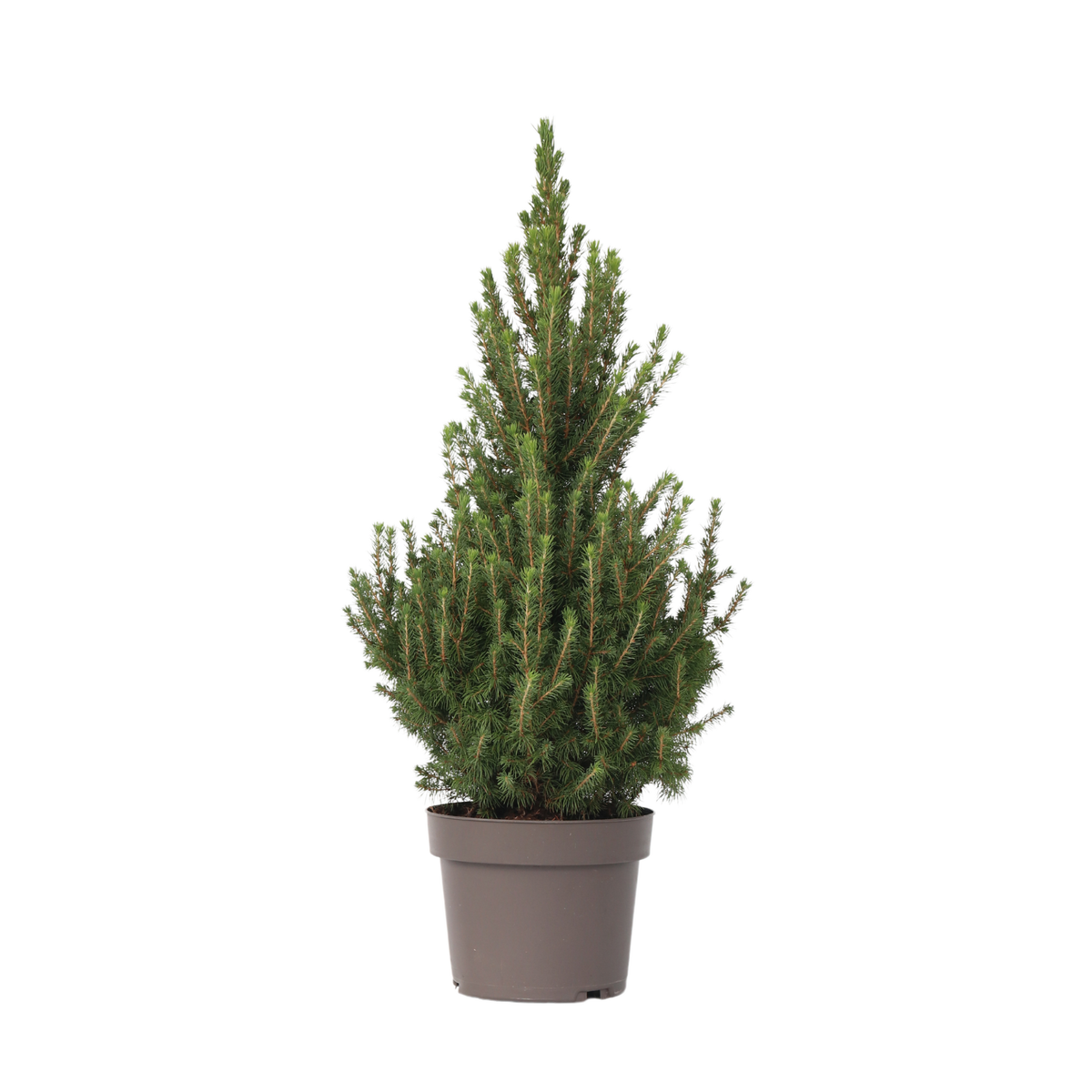 PLANT IN A BOX Épinette blanche - Picea glauca conica 'December' - Hauteur 55cm - ⌀21cm