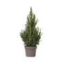 Voir la diapositive 1 : PLANT IN A BOX Épinette blanche - Picea glauca conica 'December' - Hauteur 55cm - ⌀21cm