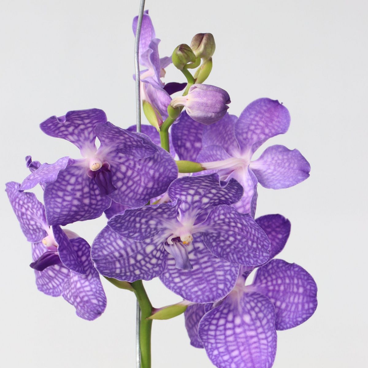 PLANT IN A BOX Orchidée - Vanda 'Magic Royal Blue' - Hauteur 55-65cm