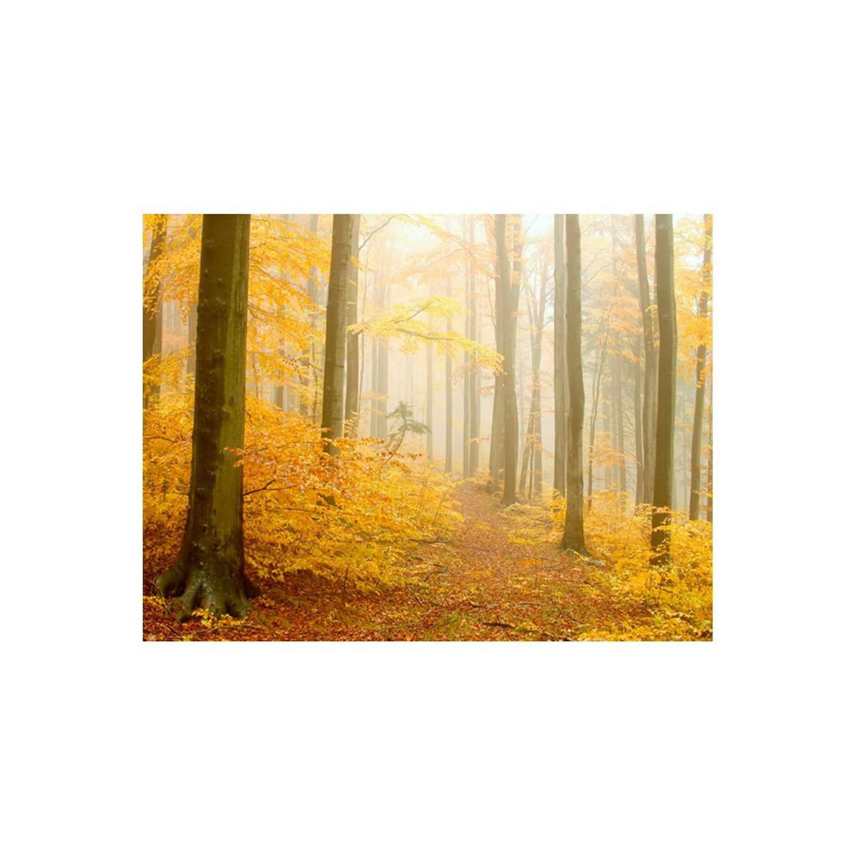 Paris Prix Papier Peint  Forêt Automne
