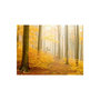 Voir la diapositive 2 : Paris Prix Papier Peint  Forêt Automne