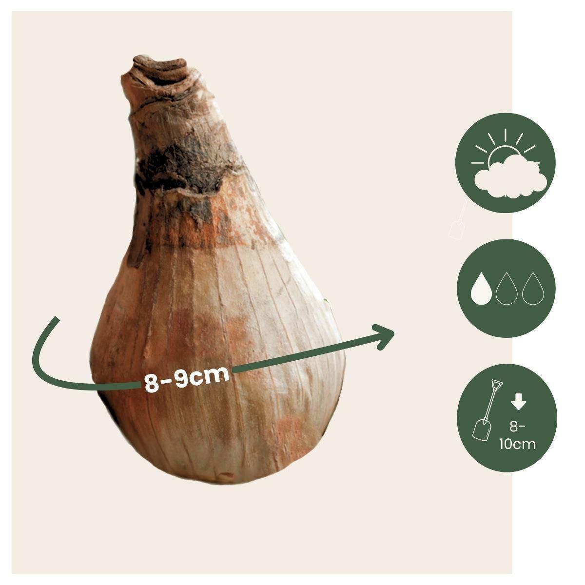 PLANT IN A BOX Nivéole d'été - Set de 40 - Leucojum aestivum - Bulbes à fleurs - Blanc
