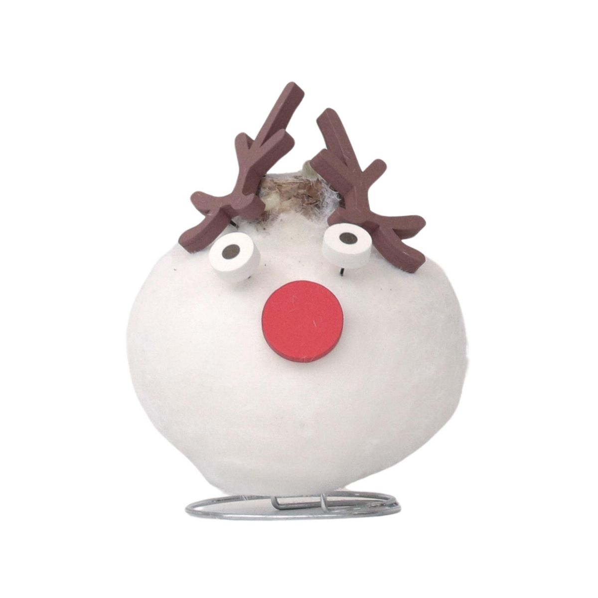 PLANT IN A BOX Amaryllis - Hippeastrum 'Spécial Cire Renne'