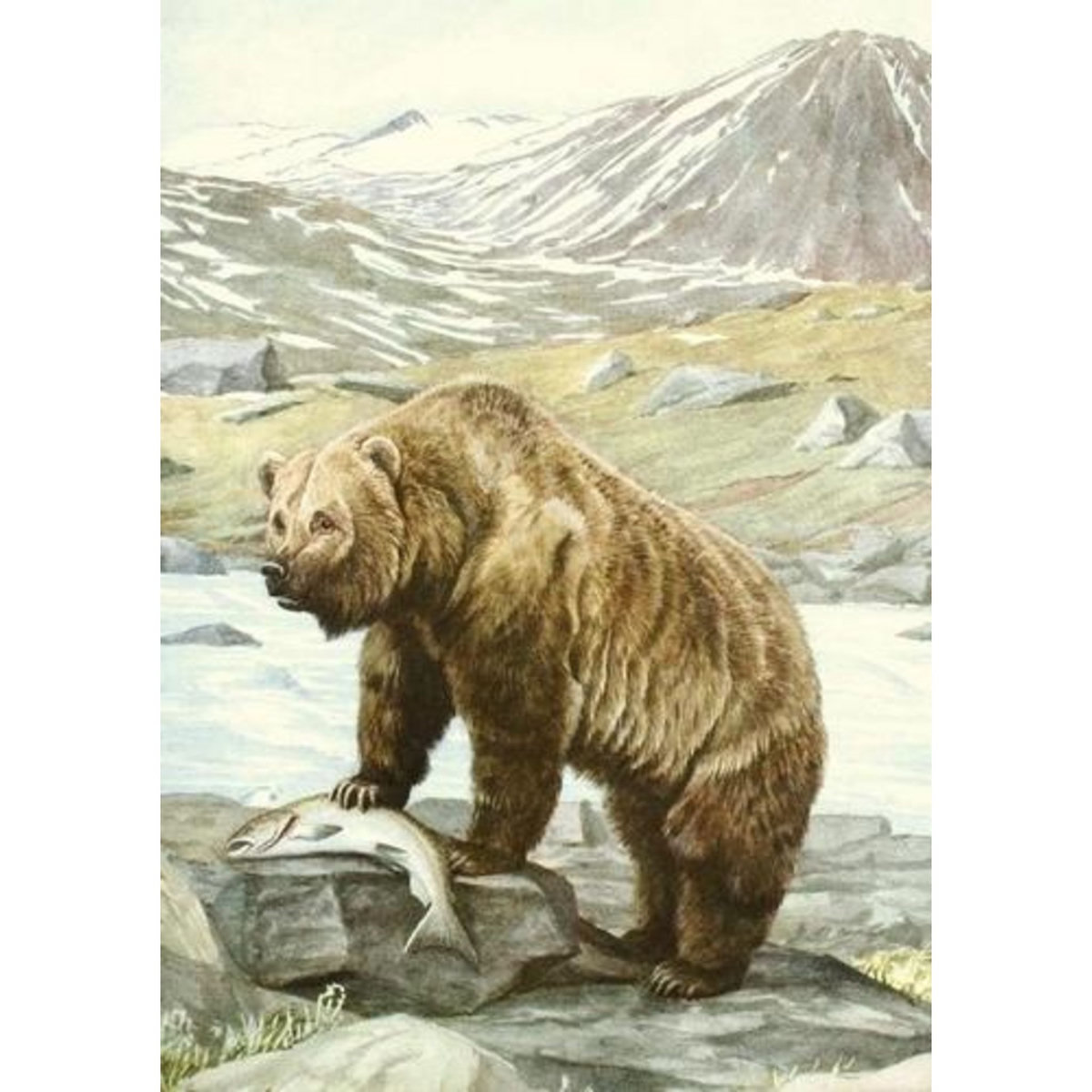 CARNET ANIMAUX SAUVAGES D'AMERIQUE DU NORD, Nelson Edward william