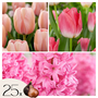 Voir la diapositive 1 : PLANT IN A BOX Mélange de bulbes pour le jardin - Set de 25 - Tulipa, Hyacinthus
