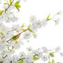 Voir la diapositive 2 : ATMOSPHERA Plante Artificielle  Cerisier  200cm Blanc