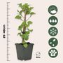 Voir la diapositive 2 : PLANT IN A BOX Hortensia grimpant - Set de 3 - Hydrangea anomale petiolaris - H25-40cm - ⌀9cm