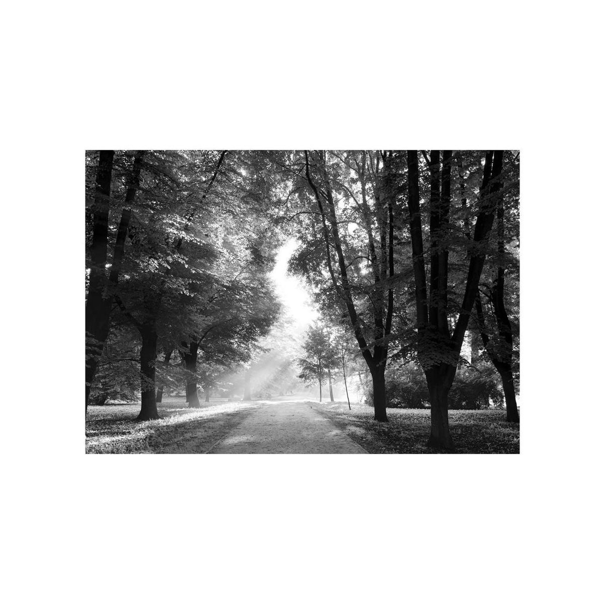 Voir la diapositive 2 : Paris Prix Papier Peint  Path of Memories
