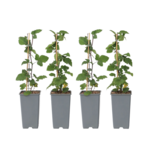 PLANT IN A BOX Groseillier à grappes - Set de 4 - Ribes rubrum - Hauteur 50-60cm - ⌀15cm
