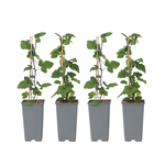 PLANT IN A BOX Groseillier à grappes - Set de 4 - Ribes rubrum - Hauteur 50-60cm - ⌀15cm