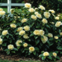 Voir la diapositive 4 : PLANT IN A BOX Camélia - Camellia japonica 'Brush Field' - Hauteur 50-60cm - ⌀15cm
