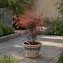 Voir la diapositive 5 : PLANT IN A BOX Érable du Japon - Acer palmatum 'Starfish' - Hauteur 60-70cm - ⌀19cm