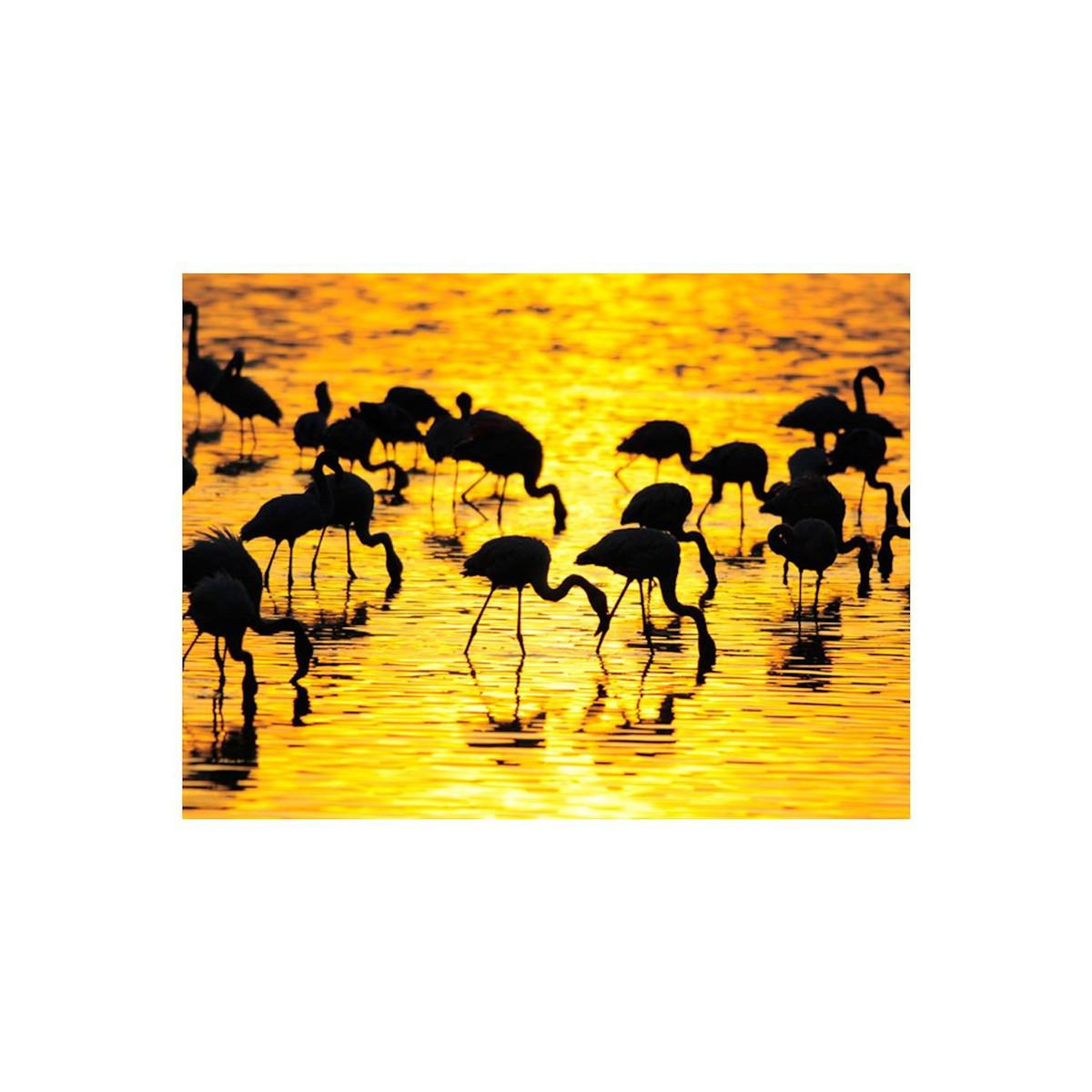 Paris Prix Papier Peint  Paradis des Flamants : Lac Nakuru, Kenya