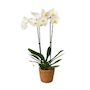 Voir la diapositive 1 : PLANT IN A BOX Orchidée papillon - Phalaenopsis - Hauteur 50-60cm - ⌀12cm