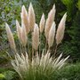 Voir la diapositive 4 : PLANT IN A BOX Herbe de la Pampa - Set de 3 - Cortaderia selloana - Hauteur 25-40cm - ⌀9cm