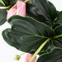 Voir la diapositive 3 : PLANT IN A BOX Medinille magnifique - Set de 2 - Medinilla magnifica - Hauteur 40-50cm - ⌀17cm