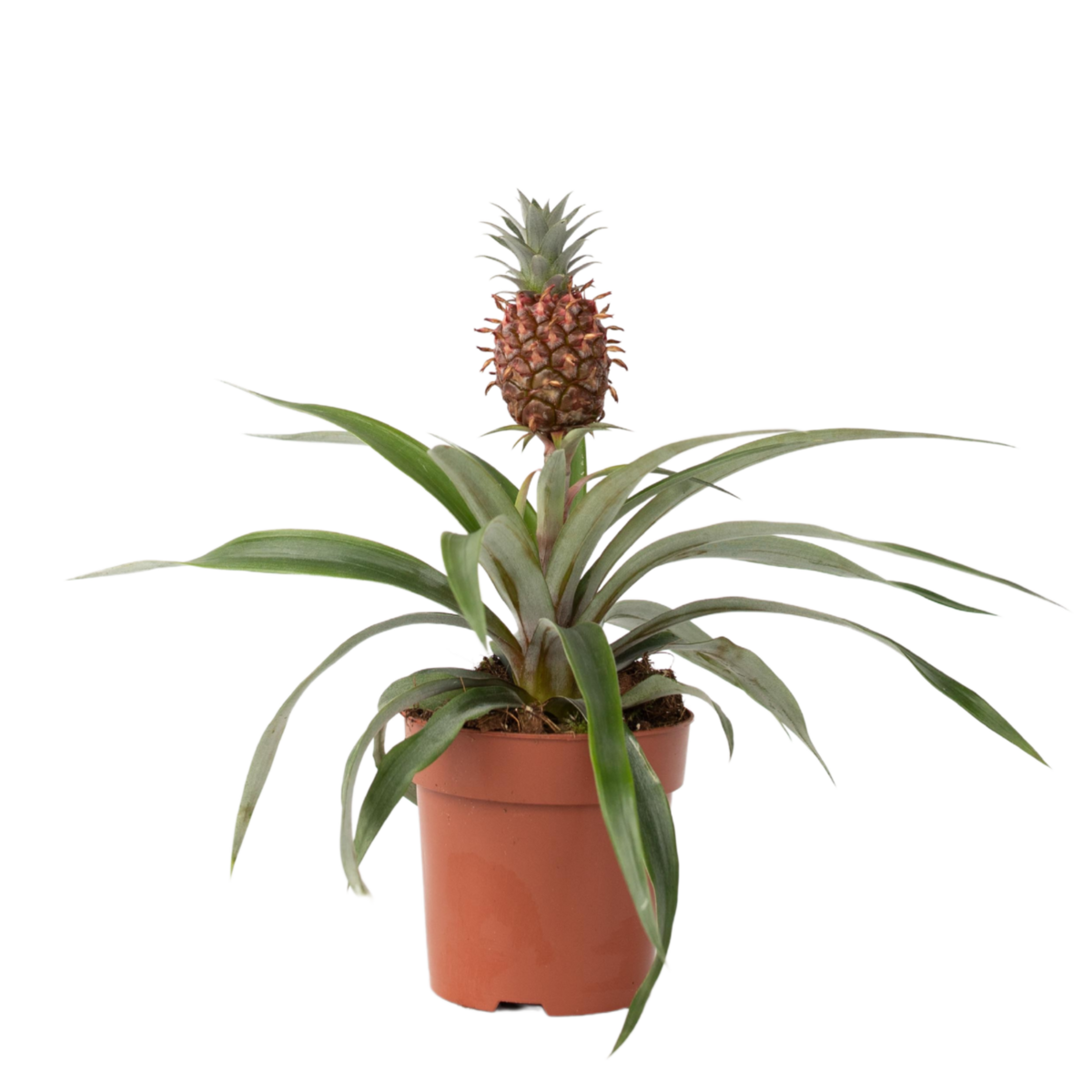 PLANT IN A BOX Ananas d'ornement - Ananas comosus 'Mi Amigo' - Hauteur 35-45cm - ⌀12cm