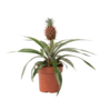 Voir la diapositive 1 : PLANT IN A BOX Ananas d'ornement - Ananas comosus 'Mi Amigo' - Hauteur 35-45cm - ⌀12cm