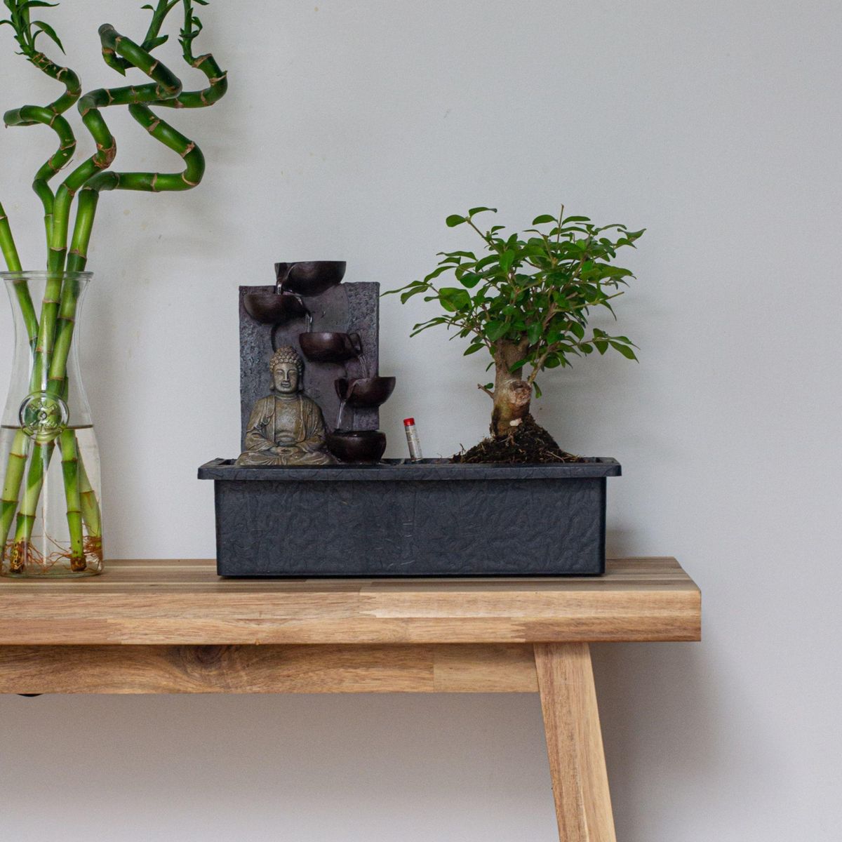 PLANT IN A BOX Bonsaï - Bonsai - Hauteur 25-35cm - ⌀29cm