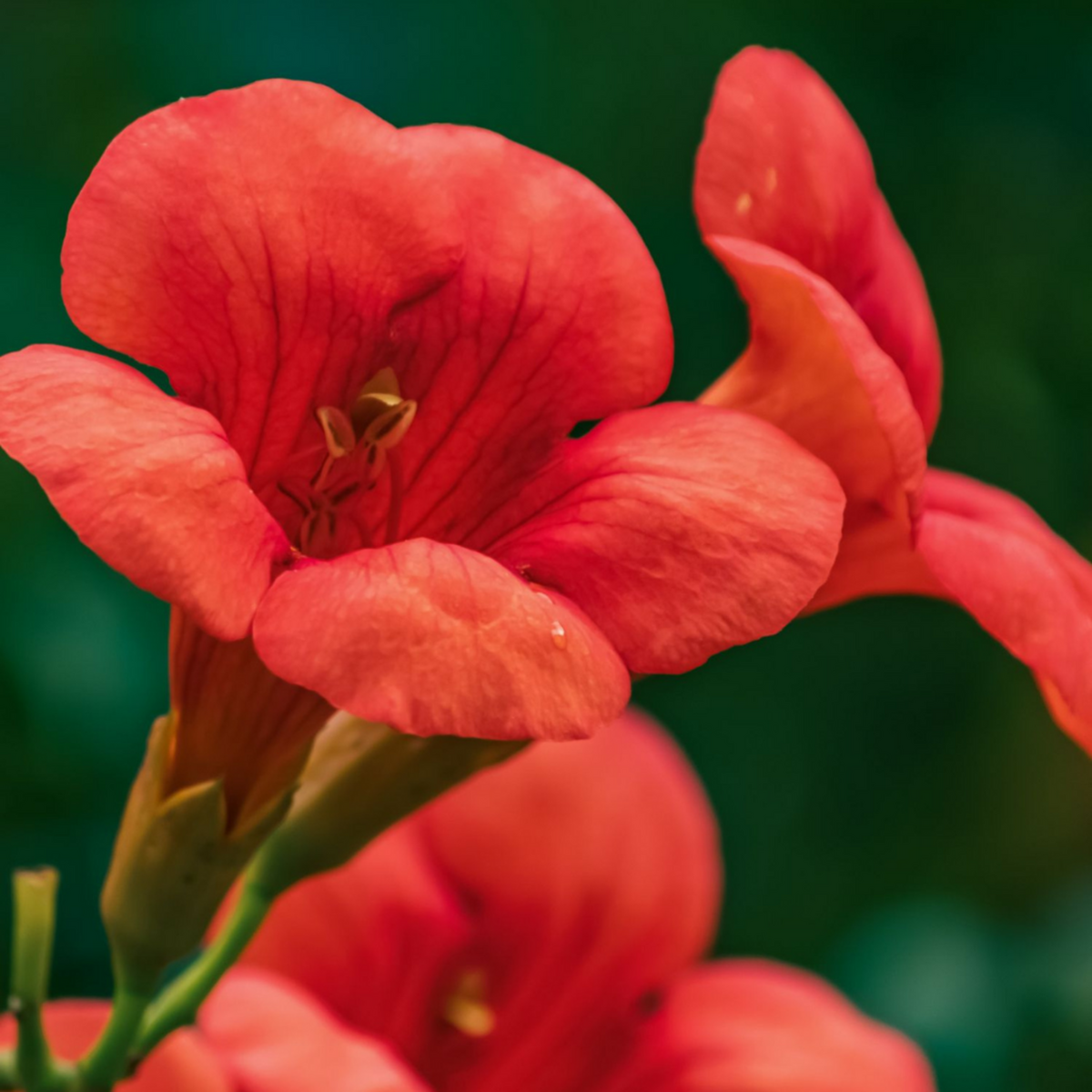 PLANT IN A BOX Bignone à trompettes - Campsis taglibuana 'Mme Galen' - H110-120cm - ⌀17cm