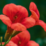 Voir la diapositive 3 : PLANT IN A BOX Bignone à trompettes - Campsis taglibuana 'Mme Galen' - H110-120cm - ⌀17cm