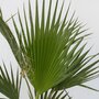 Voir la diapositive 3 : PLANT IN A BOX Palmier de Washington - Washingtonia robusta - Hauteur 70-90cm - ⌀21cm