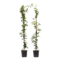 Voir la diapositive 1 : PLANT IN A BOX Jasmin étoilé - Set de 8 - Trachelospermum jasminoides - H110-120cm - ⌀17cm