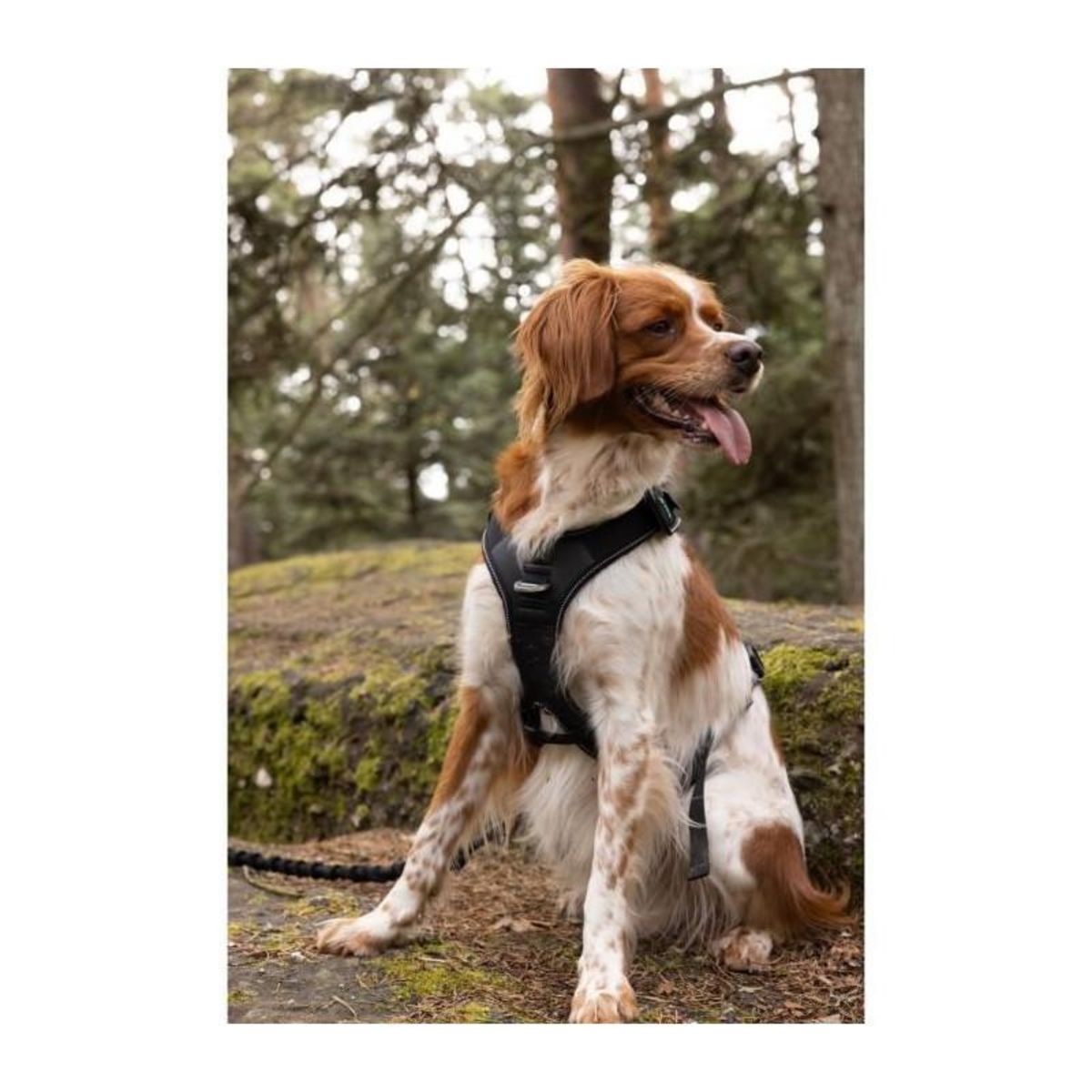 Harnais pour chien - SYMBIOZ - S - Noir / Bleu