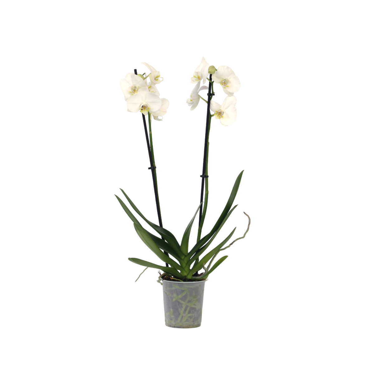 PLANT IN A BOX Orchidée papillon - Phalaenopsis - Hauteur 50-60cm - ⌀12cm