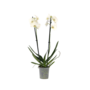 Voir la diapositive 1 : PLANT IN A BOX Orchidée papillon - Phalaenopsis - Hauteur 50-60cm - ⌀12cm